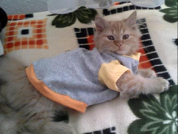 elbiseli kedi ev kedisi rahat kedi cool relax